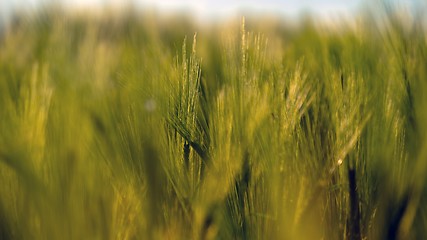 Image showing Closeup photo of some fresh wheat