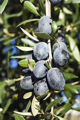 Image showing Black olives