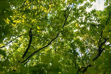 Image showing Small green leaves at spring