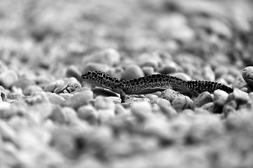 Image showing Gecko lizard on rocks 