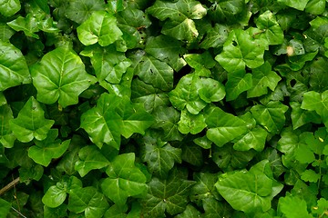 Image showing Fresh plant closeup photo