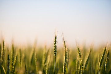 Image showing Closeup photo of some fresh wheat