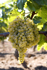 Image showing Bunch of white grapes on vine