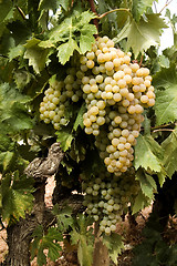 Image showing White grapes on vine