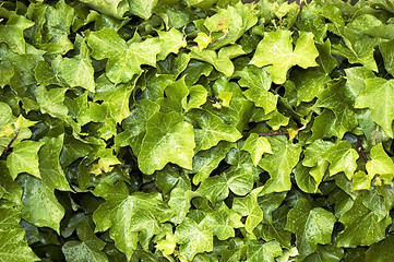 Image showing Closeup of ivy vines