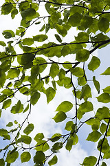 Image showing Mulberry leaves