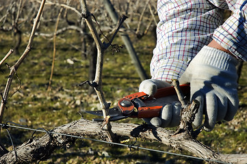 Image showing Worker pruning grapevines