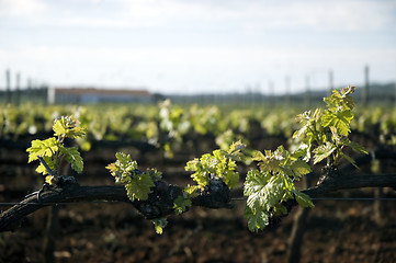 Image showing Tender spring grape vines