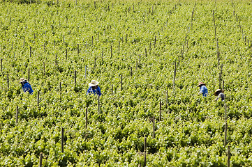 Image showing Harvesting grapes