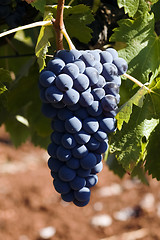 Image showing Bunch of ripe juicy grapes