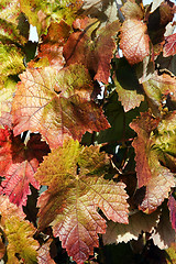 Image showing Grapevines in autumn