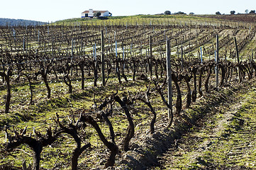 Image showing Vineyard in winter