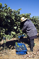 Image showing Grape-gathering