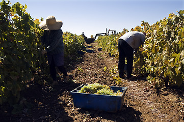 Image showing Grape-gathering