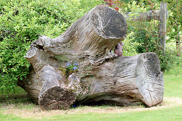 Image showing Tree trunk Garden Sculpture.