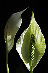 Image showing Arum Lilies