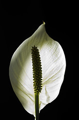 Image showing Arum lily