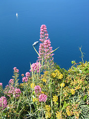 Image showing capri