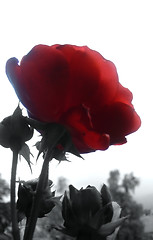 Image showing red rose