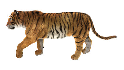 Image showing Tiger