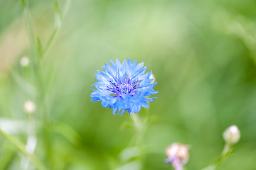 Image showing The blue cornflower and a green grass.