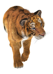 Image showing Tiger