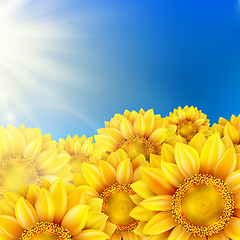 Image showing Sunflowers with bright blue sky. EPS 10