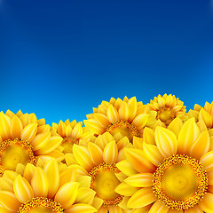 Image showing Field of sunflowers and blue sky. EPS 10