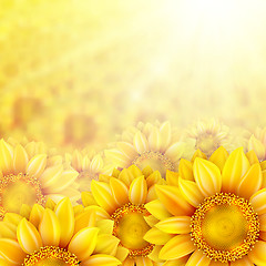 Image showing Sunflower petals with summer sun. EPS 10