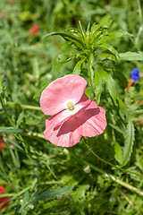 Image showing wild poppy flower