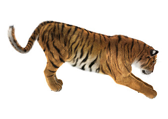 Image showing Tiger