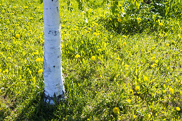 Image showing Birches trunk and dandelions in summer