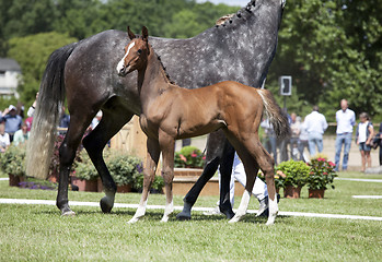 Image showing Holsteiner foal show