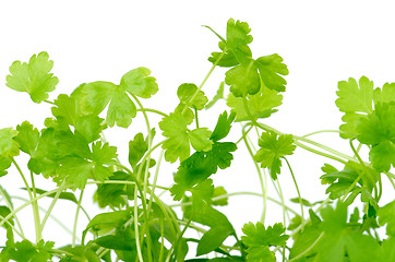 Image showing Fresh Parsley