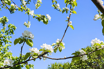 Image showing Flowers of apple tree