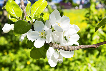 Image showing Apple tree flowers close