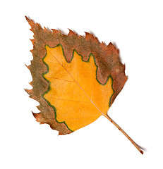 Image showing Dry multicolor leaf of birch