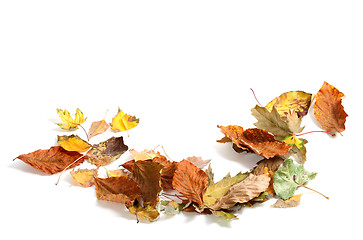 Image showing Autumn dry maple leafs on white background