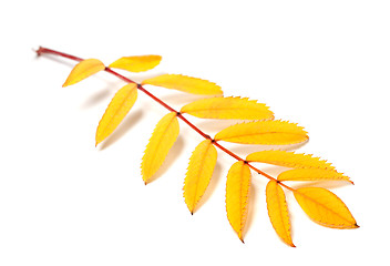 Image showing Yellow autumn rowan leaves on white background