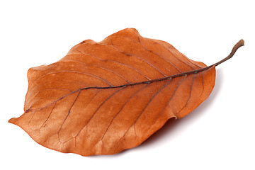 Image showing Dry autumn leaf of magnolia