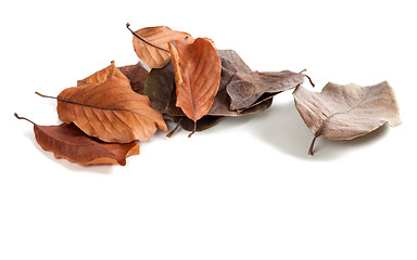 Image showing Autumn dry magnolia leaves on white background