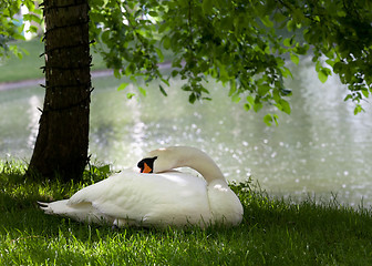 Image showing Mute swan on grass under the tree