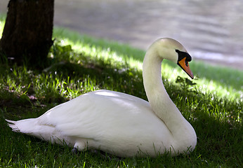 Image showing Mute swan on grass under shadow of tree