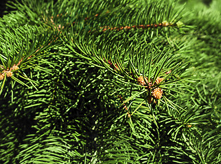 Image showing Closeup of pine branch