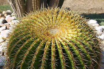 Image showing Golden ball cactus