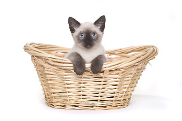 Image showing Siamese Kittens on a White Background