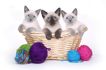 Image showing Siamese Kittens on White Background With Yarn