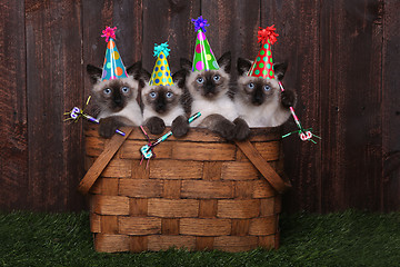 Image showing Siamese Kittens Celebrating a Birthday With Hats