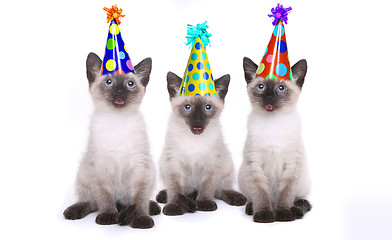 Image showing Siamese Kittens Celebrating a Birthday With Hats