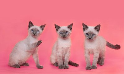 Image showing Siamese Kittens on Bright Colorful Background